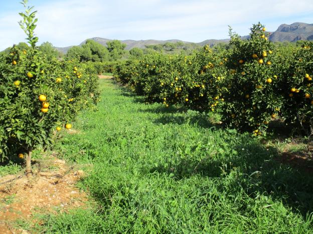 Campo de naranjos jóvenes donde la hierba crece entre filas para ser segada o triturada cuando alcanza volumen. 