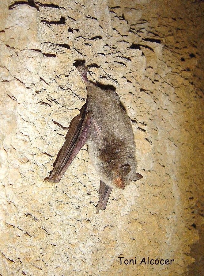 Murciélago ratonero. Pese a que existen numerosas citas, se conoce menos de 30 refugios en los que se pueda hallar regularmente más de 20 individuos.