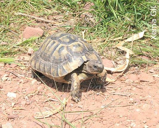 Tortuga mediterránea. Extinguida en la Comunitat, está actualmente en reintroducción co proyectos de cría en cautividad y aclimatación a hábitats naturales.