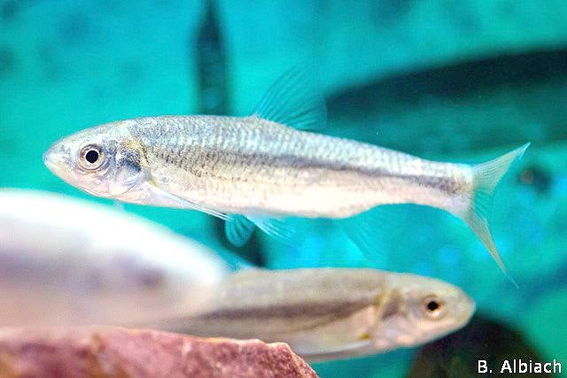 Madrilla del Xúquer. Durante el año 2001 se muestrearon un total de 30 localidades de la cuenca del Júcar y solamente se localizó la especie en 3 sitios, todos en el río Cabriel.