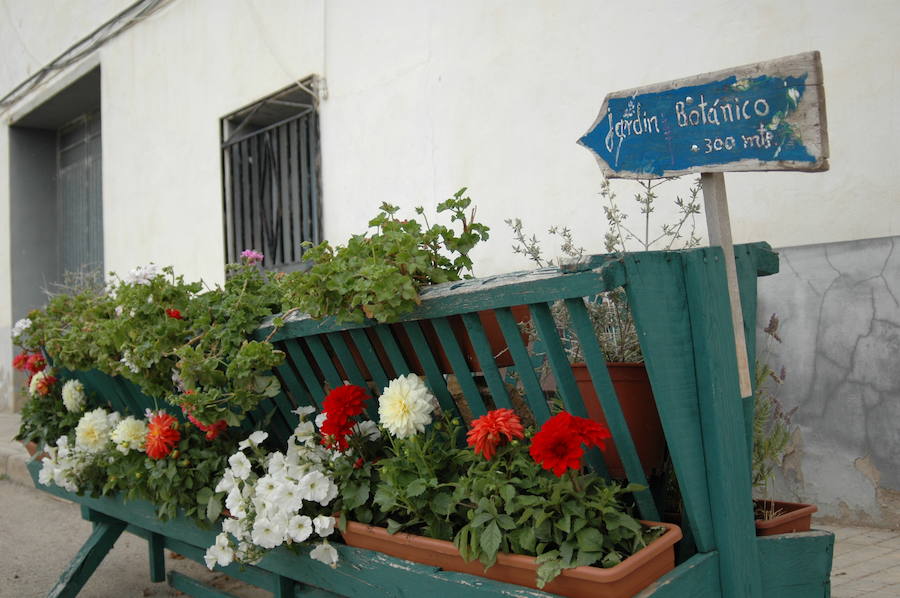 Los aromas y colores de las flores se han adueñado de Aras de los Olmos (Valencia). Durante la primavera, esta localidad situada Los Serranos cubre sus calles, fachadas con cientos de plantas y arte efímero. La exposición de las propuestas presentadas en «Aras en flor» se podrá visitar hasta el 30 de junio Los diseñadores de paisajes han tenido que defender la sostenibilidad, belleza y creatividad de la propuesta. Además de combinar flores y plantas con materiales del entorno utilizados históricamente por los vecinos y vecinas. Esta pequeña localidad del interior de la Comunitat Valenciana aguarda entre montes como un remanso de paz que fue poblado por íberos, romanos y árabes, Incluso, formó parte de la Orden de Montesa en 1318. Y todas estas culturas se han quedado guardadas entre sus callejuelas. 