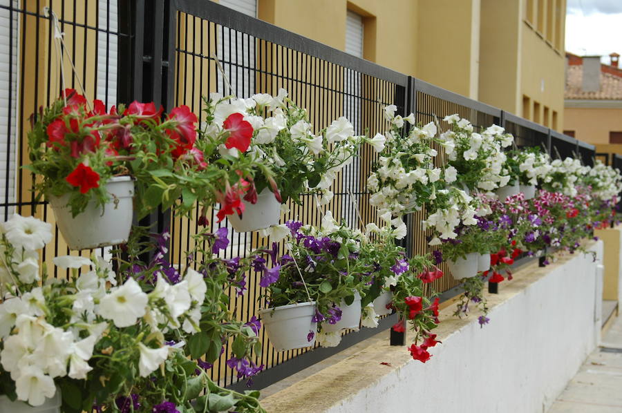 Los aromas y colores de las flores se han adueñado de Aras de los Olmos (Valencia). Durante la primavera, esta localidad situada Los Serranos cubre sus calles, fachadas con cientos de plantas y arte efímero. La exposición de las propuestas presentadas en «Aras en flor» se podrá visitar hasta el 30 de junio Los diseñadores de paisajes han tenido que defender la sostenibilidad, belleza y creatividad de la propuesta. Además de combinar flores y plantas con materiales del entorno utilizados históricamente por los vecinos y vecinas. Esta pequeña localidad del interior de la Comunitat Valenciana aguarda entre montes como un remanso de paz que fue poblado por íberos, romanos y árabes, Incluso, formó parte de la Orden de Montesa en 1318. Y todas estas culturas se han quedado guardadas entre sus callejuelas. 