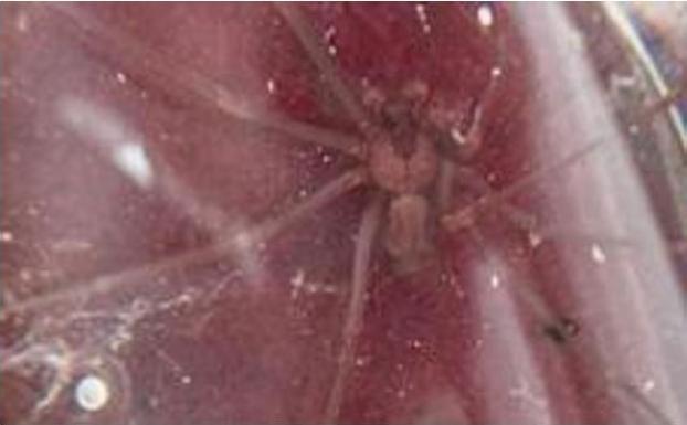 Un ejemplar de araña violinista. 