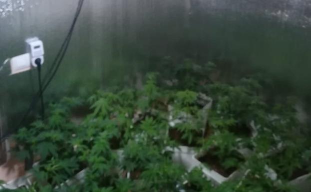 Hallan una plantación de marihuana en el Marítim tras las quejas por el fuerte olor