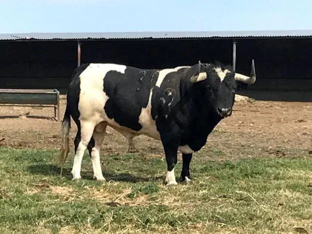 El ejemplar de Monteviejo, en el campo. 