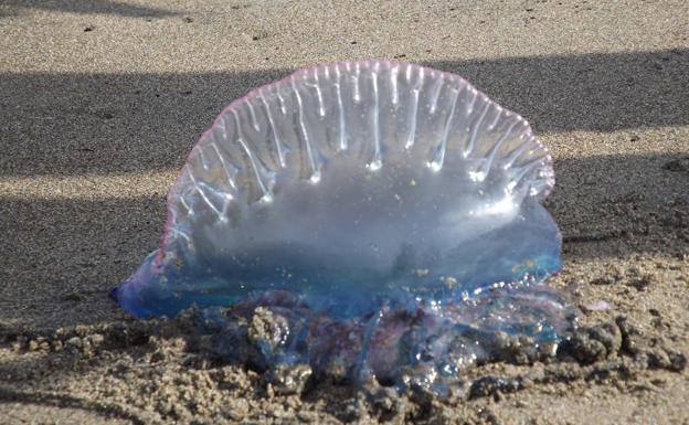 Activan el protocolo por carabela portuguesa en tres playas tras detectar dos ejemplares