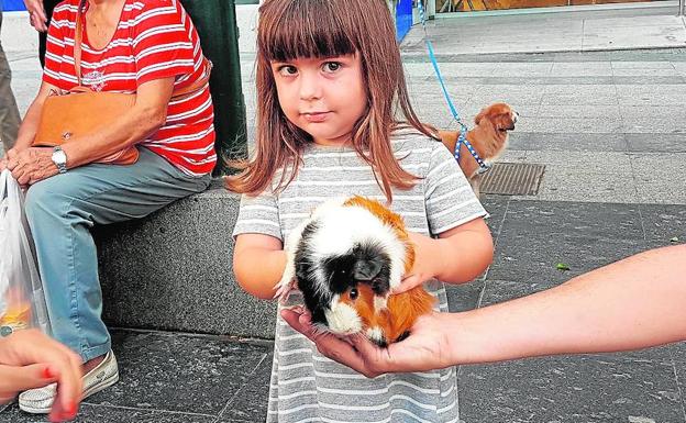 Una niña sostiene su cobaya doméstica en una feria de mascotas singulares.