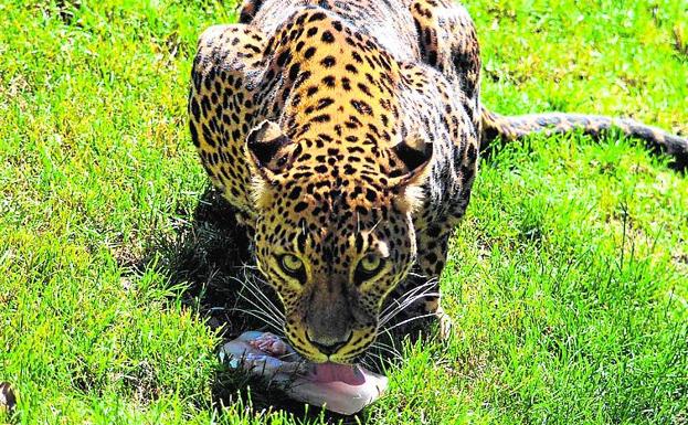 Leopardo disfrutando de un refrigerio en el parque valenciano.