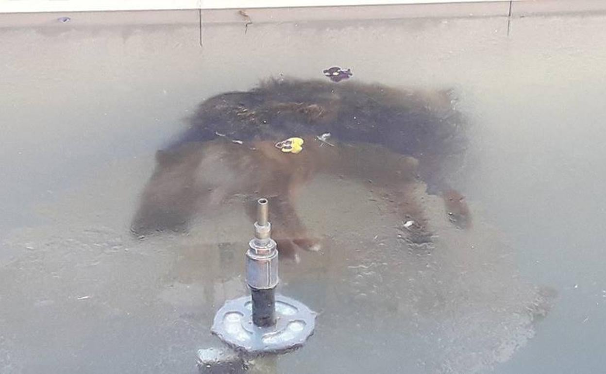 La imagen de un perro congelado en una fuente conmueve en Bolivia