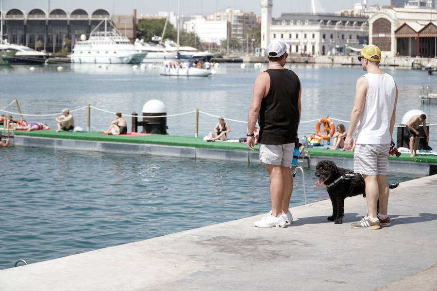 La nueva piscina natural de La Marina se ha convertido ya en la atracción de ocio de Valencia de moda este verano. Los valencianos han aprovechado este fin de semana de calor intenso para remojarse en las aguas del puerto. 