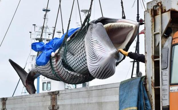 Los balleneros japoneses vuelven a cazar cetáceos con fines comerciales