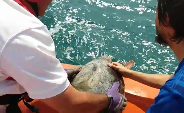 Imagen del momento en que la Cruz Roja y el Oceanogràfic liberan a la tortuga.