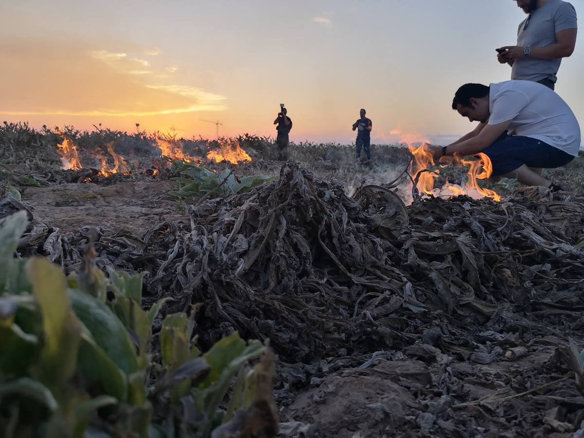 El cocinero Ricard Camarena participó este martes en la recuperación de la tradicional quema de los restos de la cosecha de la alcachofa en la huerta de Albalat dels Sorells. La 'Nit de la terra' fue la celebración del matrimonio entre el campo y la cocina.