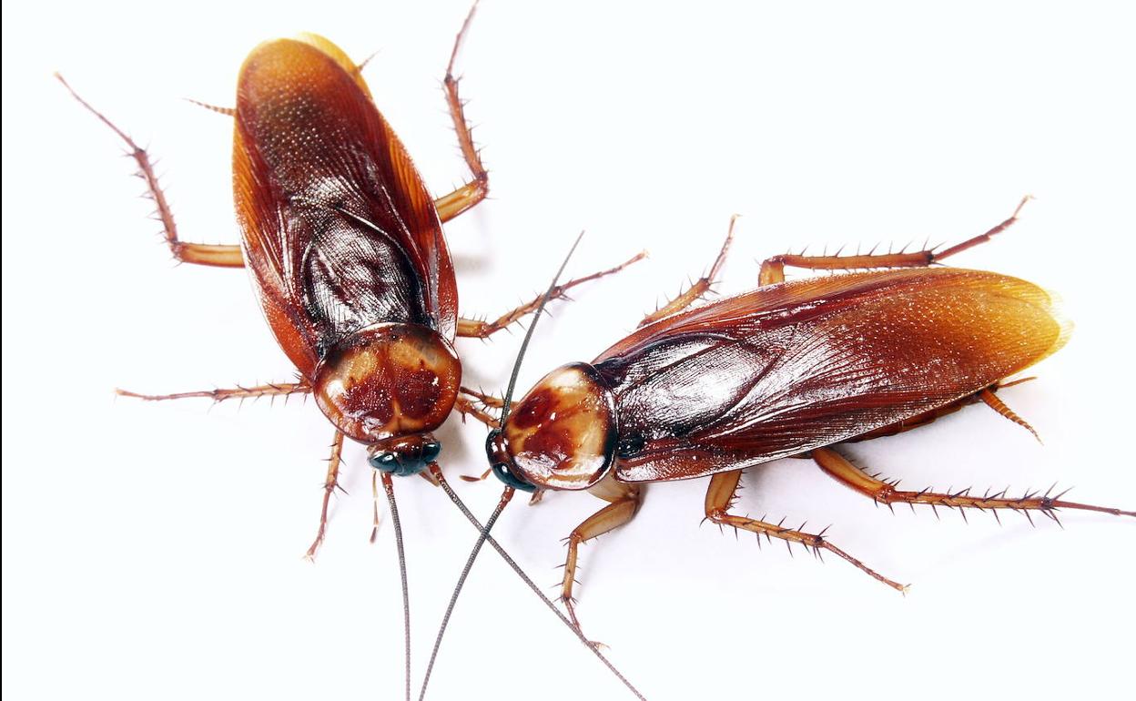 Por qué las cucarachas son cada vez más resistentes a los insecticidas