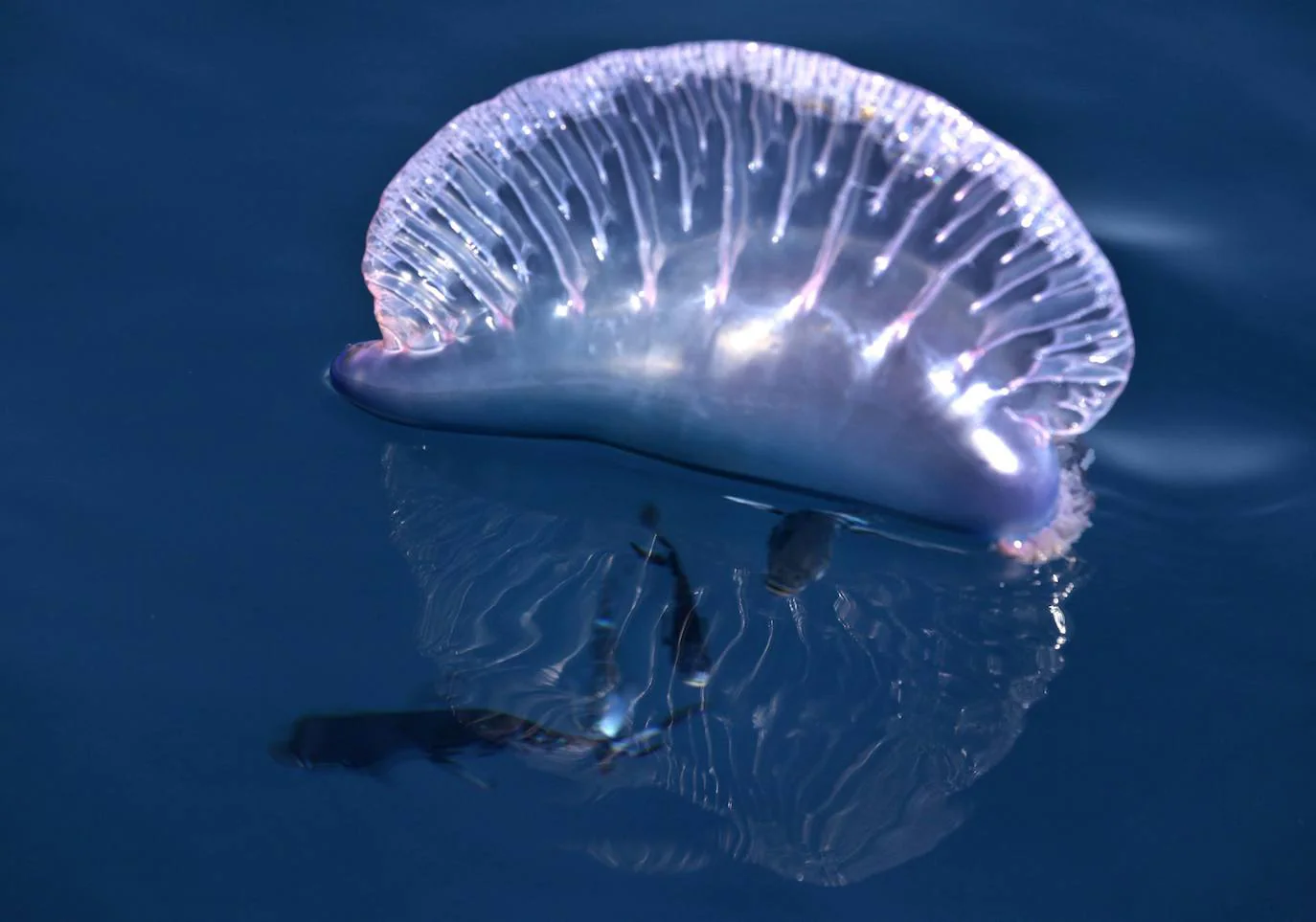 Especie de medusa conocida como carabela portuguesa. 