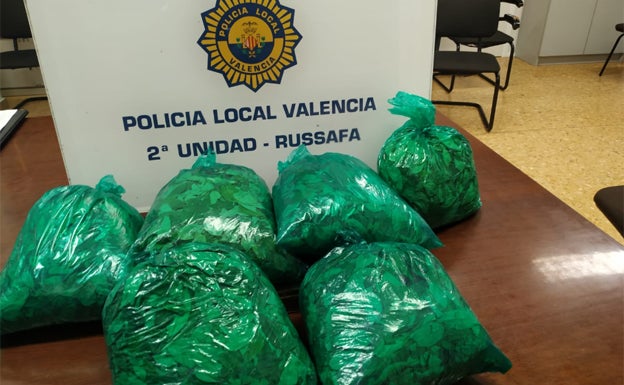 Hojas de cocaína intrevenidas en Quatre Carreres.