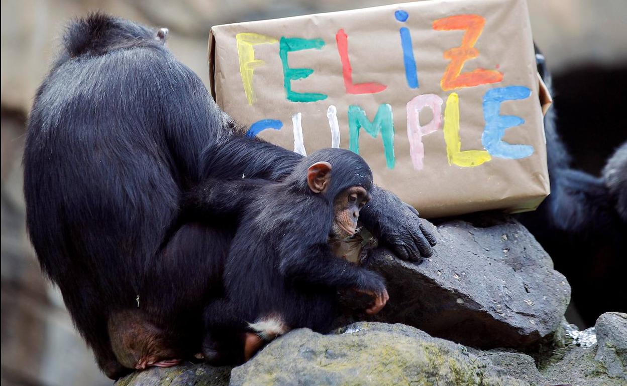 El chimpancé Coco celebra su primer año en Bioparc Valencia con una fiesta