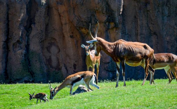 El macho recién nacido de la especie gacela Thomson, junto el resto del rebaño.