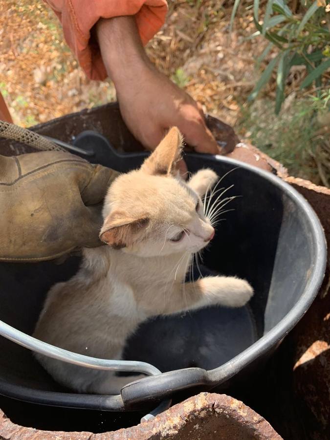 Miembros del Consorcio Provincial de Bomberos de Valencia rescataron este jueves a un gatito que había caído a un pozo de 20 metros de profundidad en la localidad valenciana de Silla.