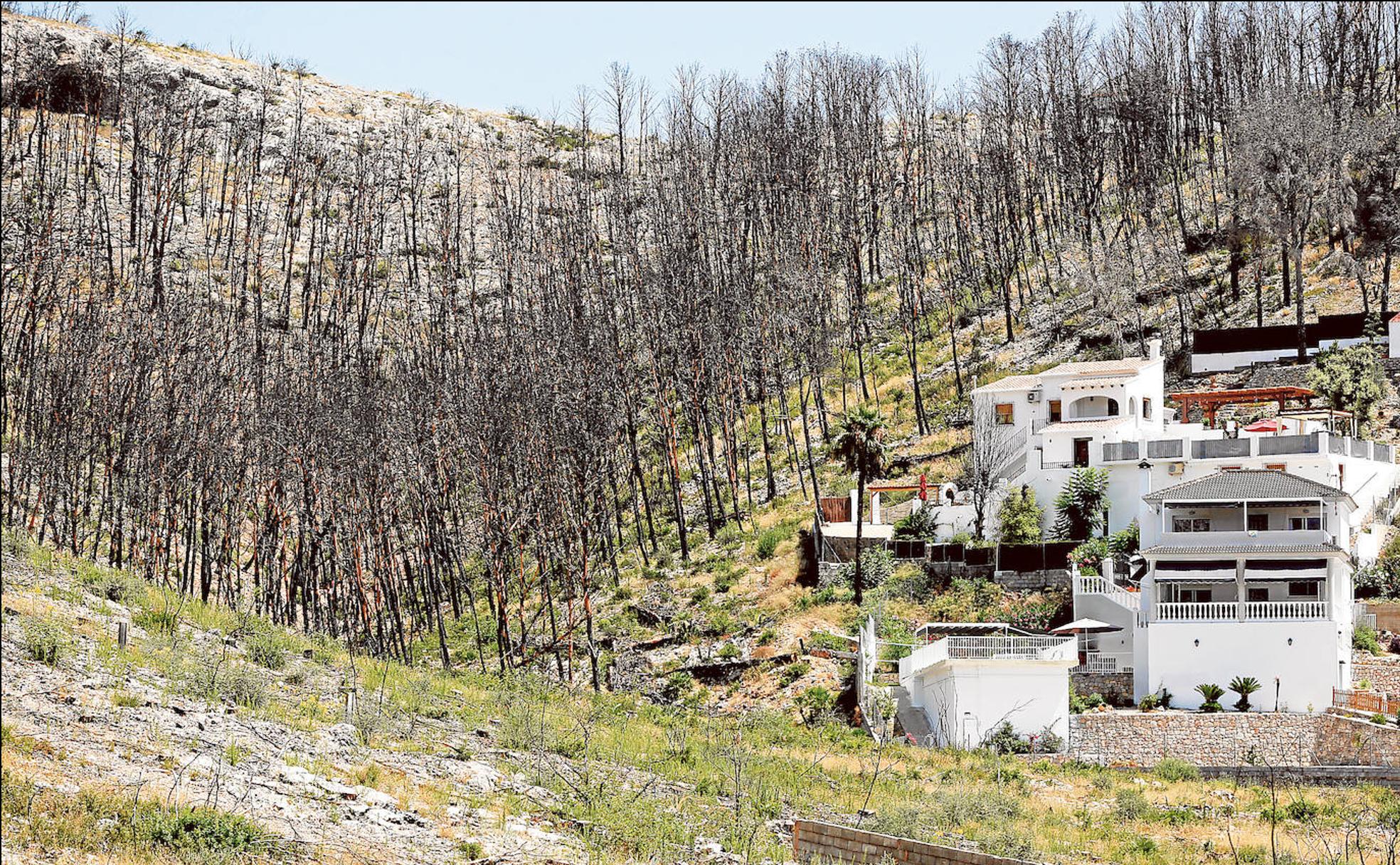 Marxuquera. Vista de unos chalés junto a pinos arrasados por el fuego.