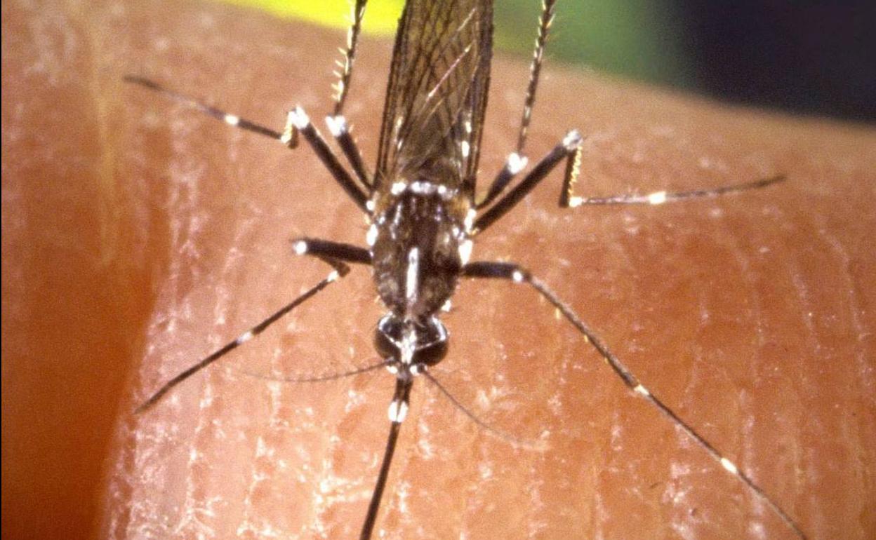 Mosquito tigre. 