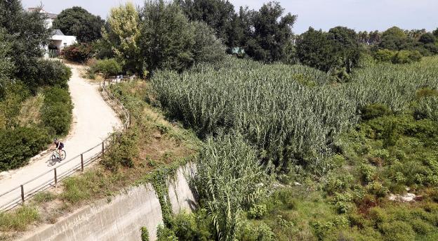  Serpis. Una ciclista pasea junto al cauce del río invadido por las cañas en el término municipal de Gandia. 