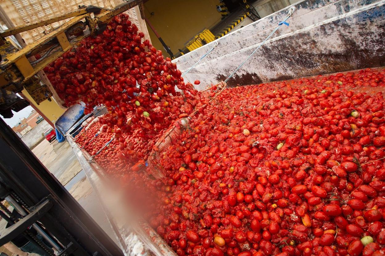 Buñol recibe 145 toneladas de tomate
