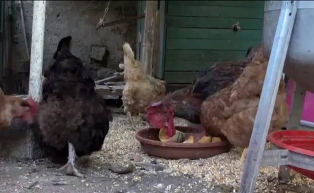 El gallo Maurice gana el juicio y podrá seguir cantando al alba