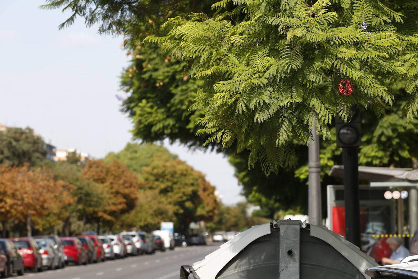 Avenida Blasco Ibáñez.