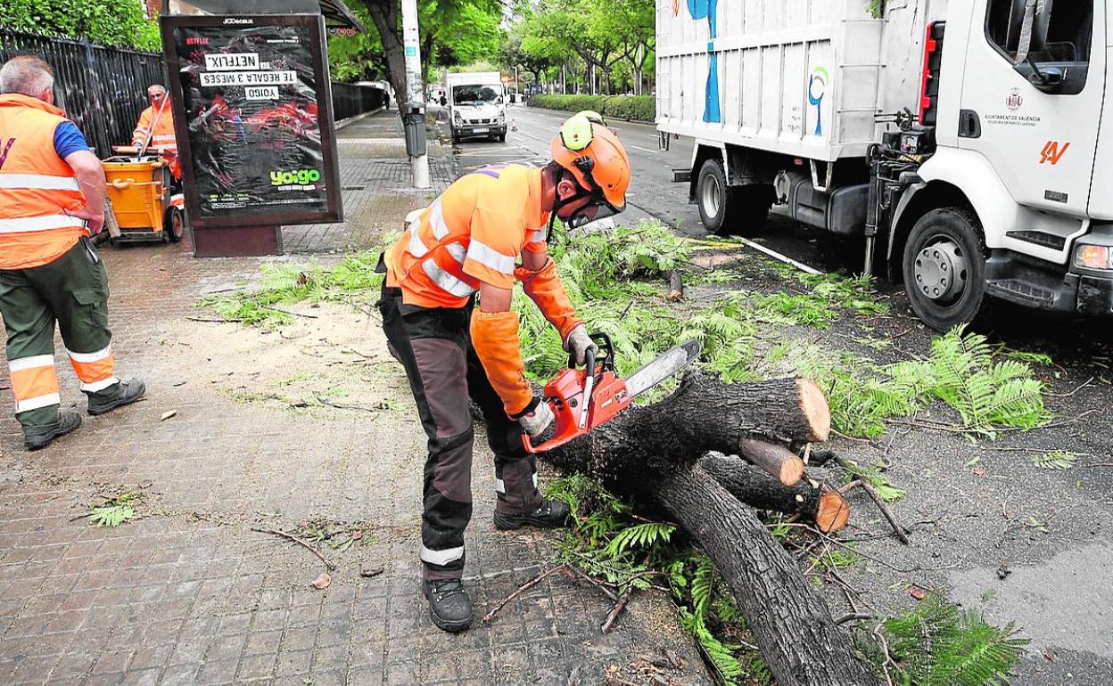 Un operario de la contrata de la poda trocea un árbol abatido en la calle.