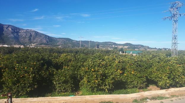 La lluvia evita el riego de todo septiembre a los agricultores y les ahorra 50 euros por hanegada