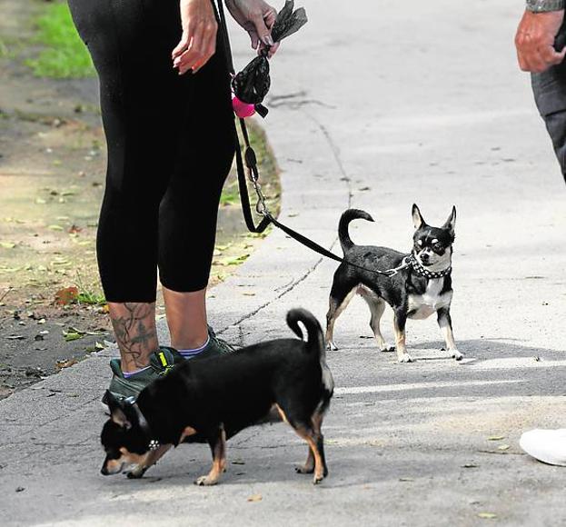 Más canes en el censo. En la ciudad de Valencia han aumentado los perros censados en el registros municipal, llegando a los 93.282.