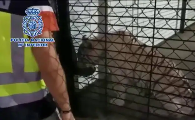 Tigre albino enjaulado en la vivienda de los detenidos. 