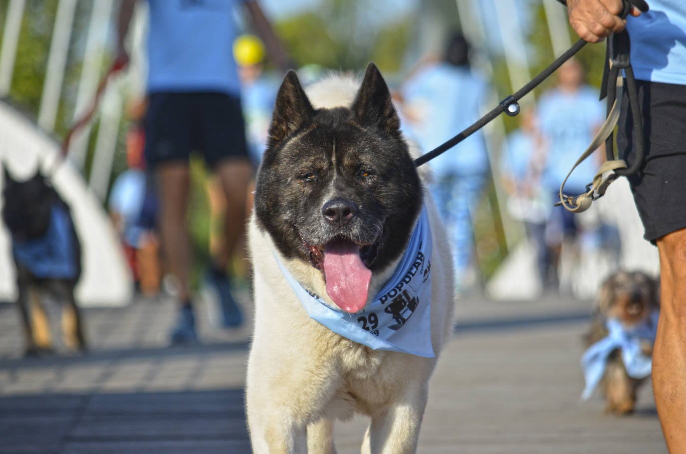 Fotos: Can-rrera Bioparc 2019: animales y dueños corren juntos en Valencia