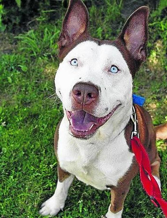 Pitsky. El resultado de cruzar un pit bull terrier americano y un husky siberiano o de Alaska.