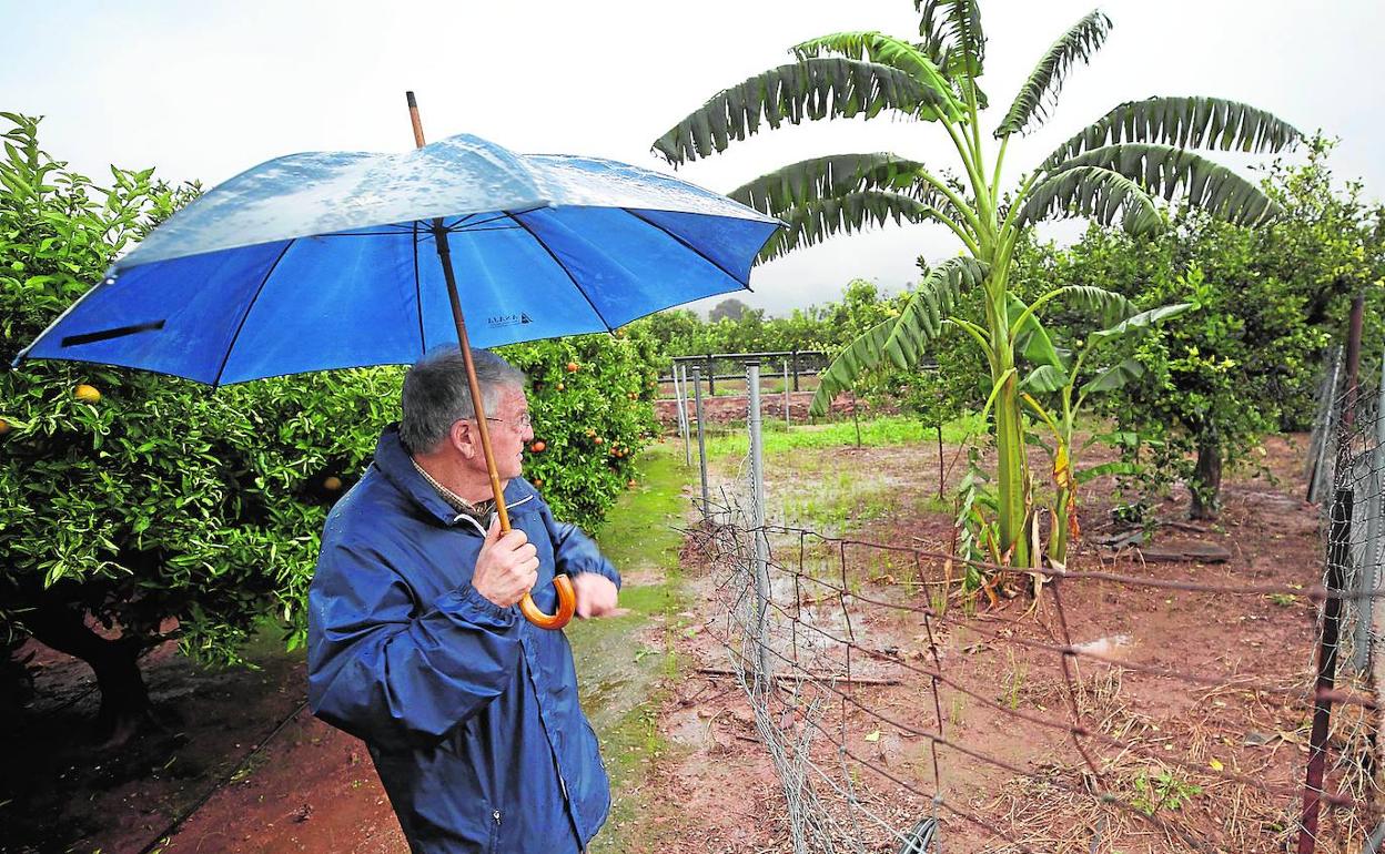 Un agricultor, víctima del robo de aguacates en su campo, observa la valla rota por la que accedieron los ladrones el pasado año. 