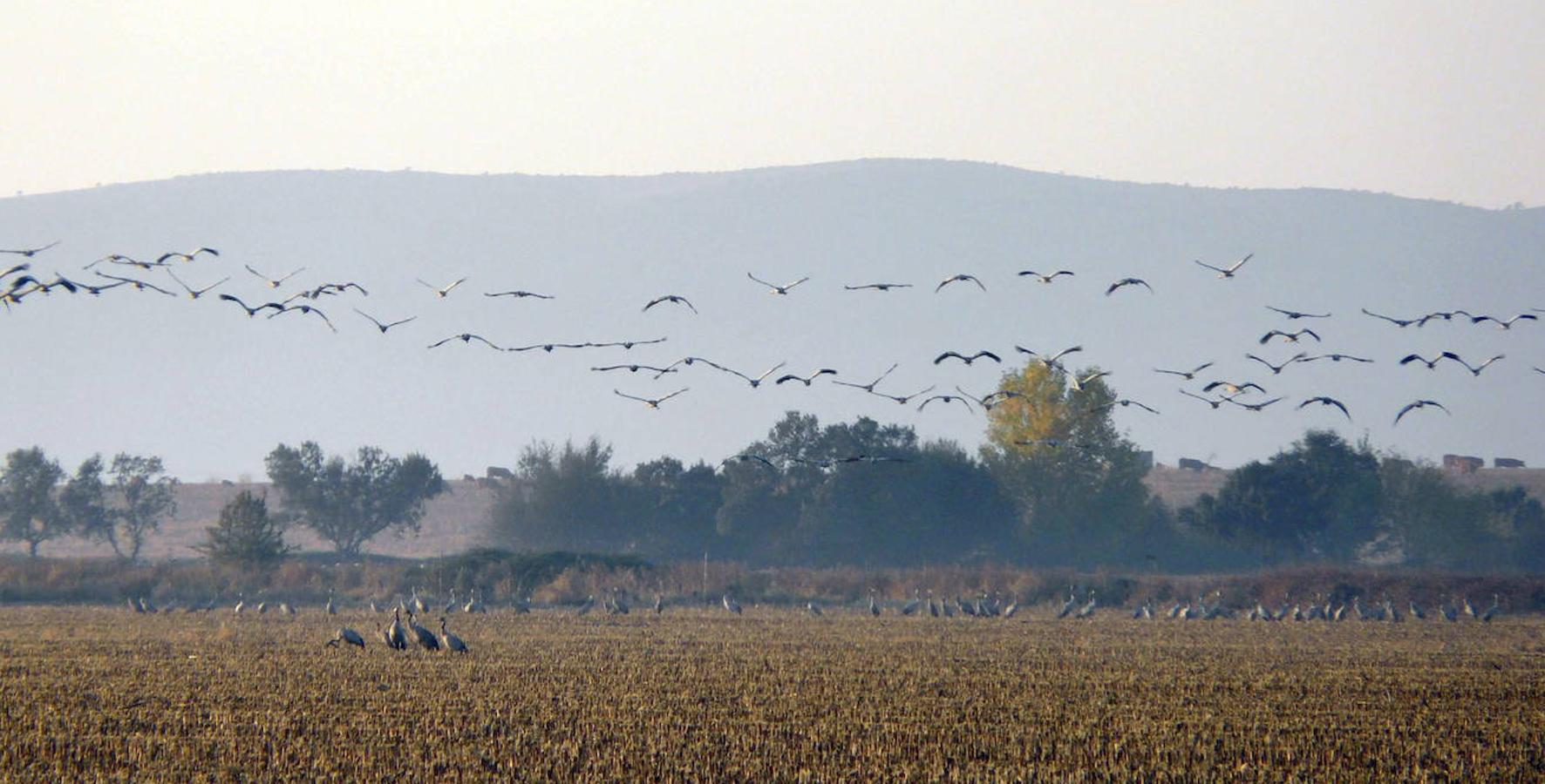 Cabañeros (Castilla-La Mancha)