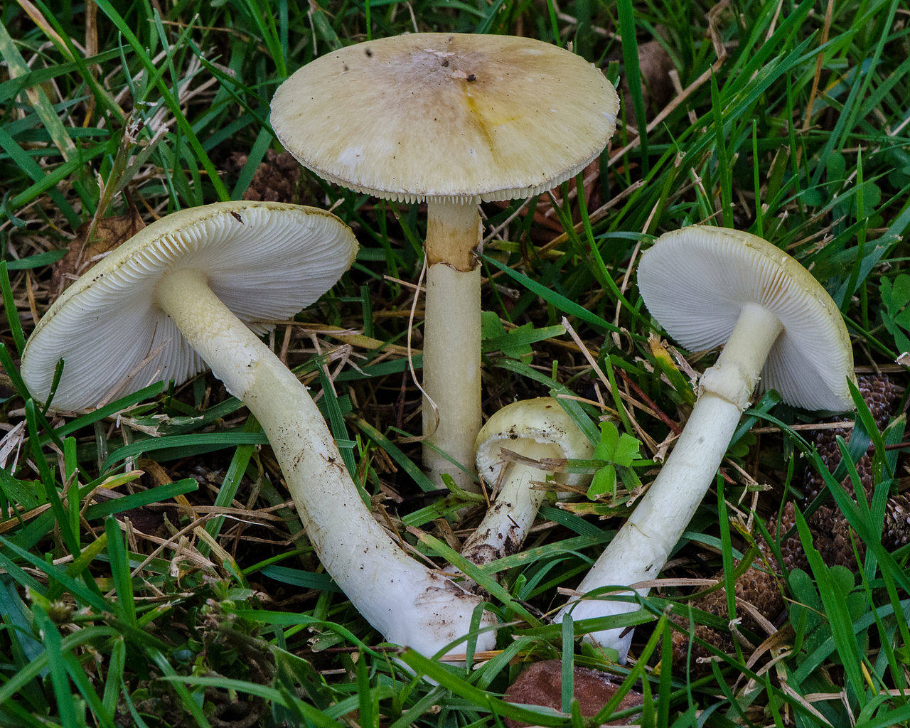 Venenosas 2/6 : Amanita Phalloides: Presente en el campo valenciano. La seta más peligrosa de todas. Produce la muerte tras una larga agonía.