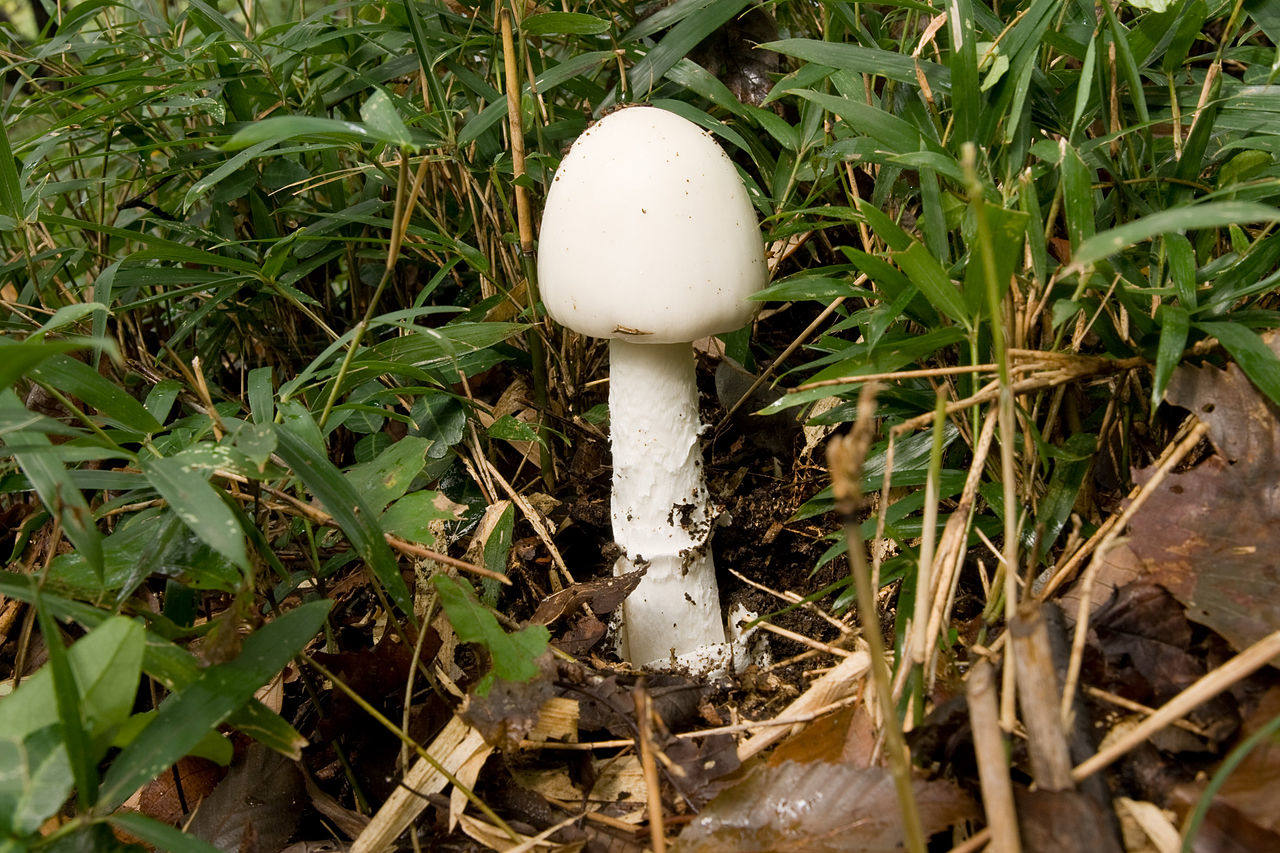 Venenosas 4/6:  Amanita Virosa: Se consideró comestible hasta una gran intoxicación en Polonia en 1952.