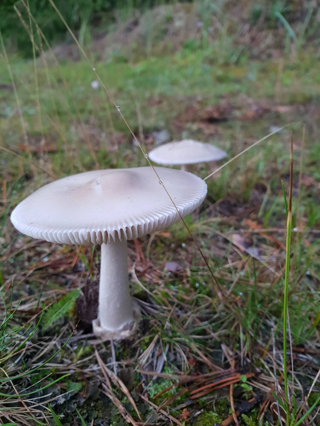 Venenosas 3/6:  Amanita Verna: También conocida como cicuta blanca. No es una especie muy abundante.