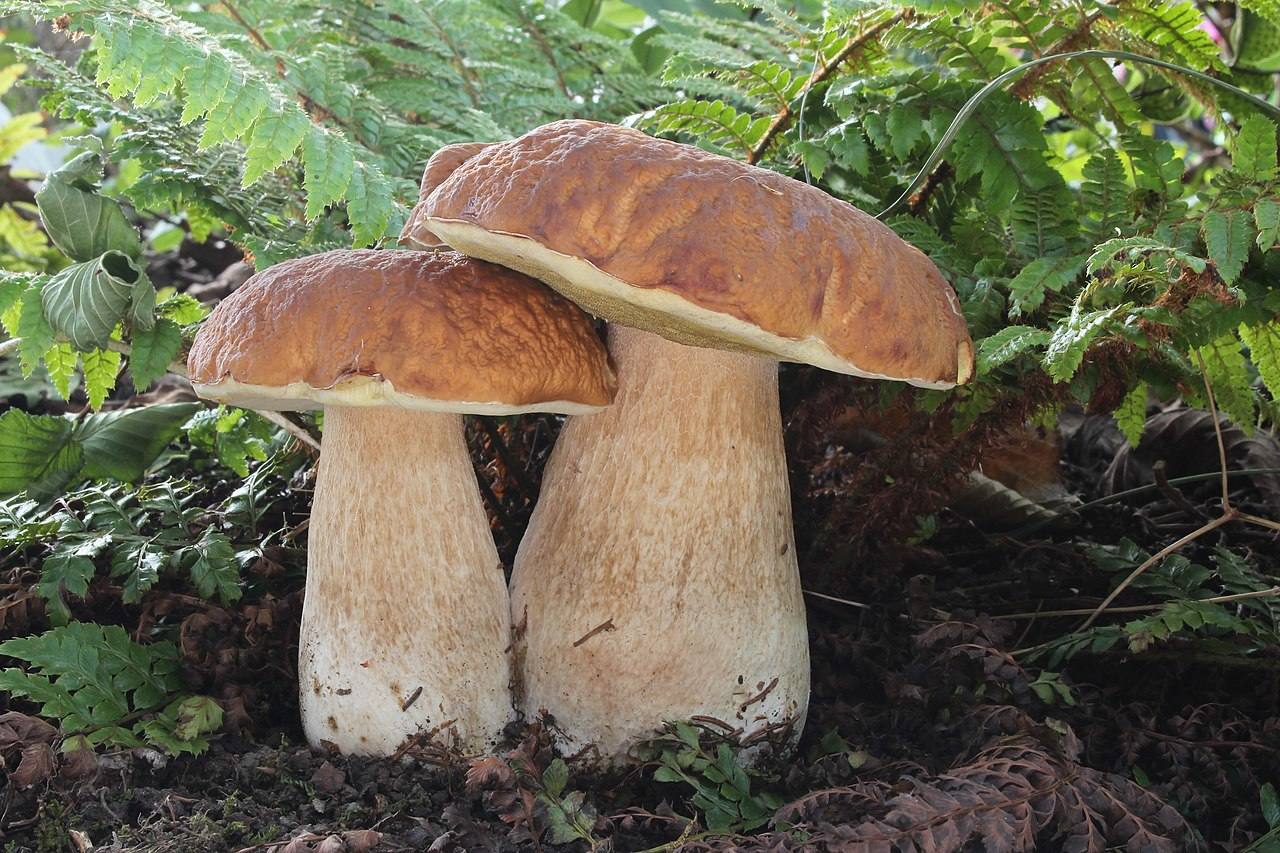 Comestibles 1/6:  Boletus edulis: Muy usada en cocina. Es grande y su sombrero puede medir de 7 a 20 cm de diámetro.