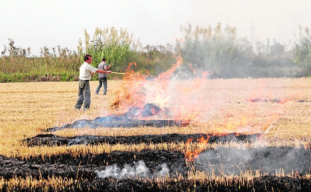 Agricultores queman los restos de la paja del arroz. 