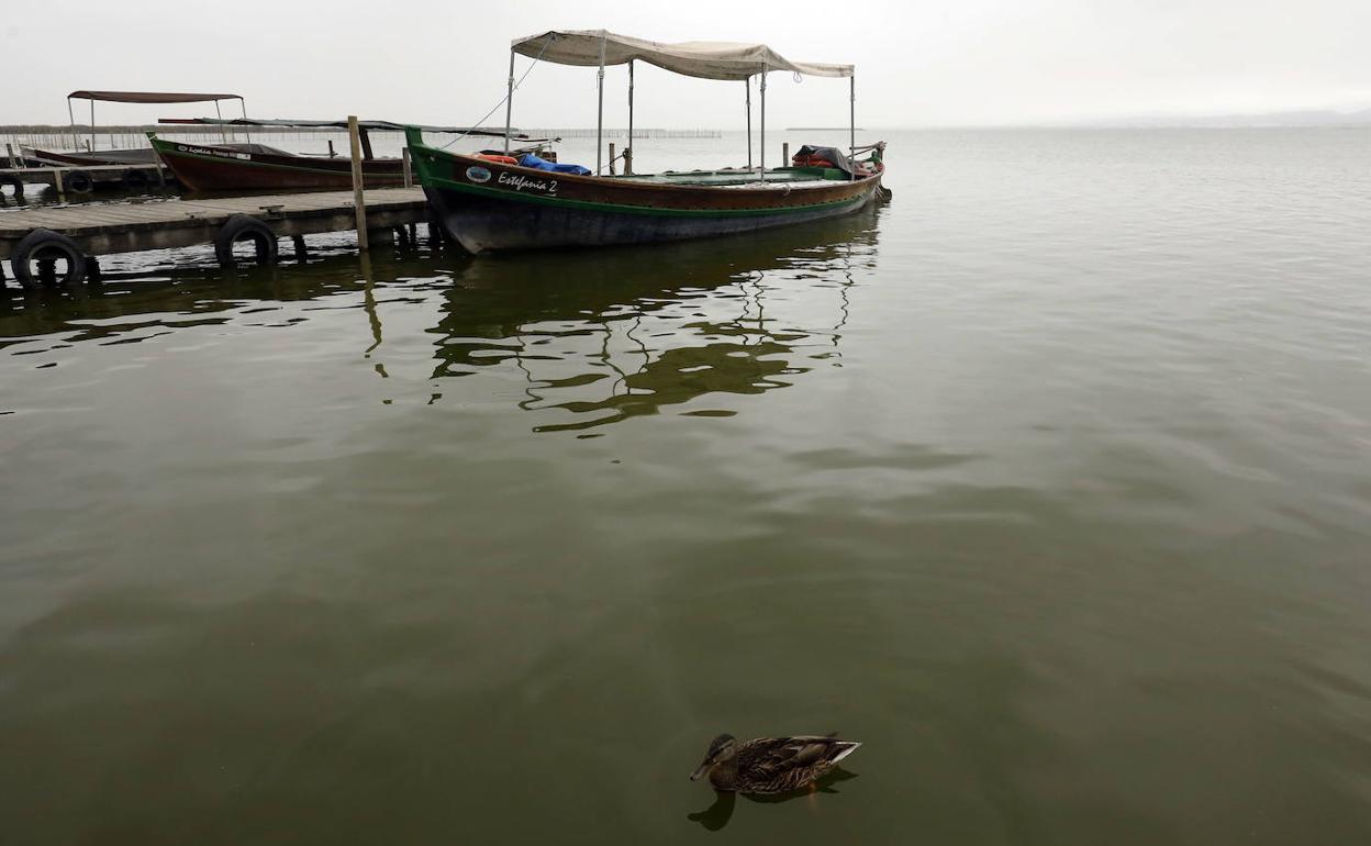 La Albufera, protagonista hoy de Aula LAS PROVINCIAS