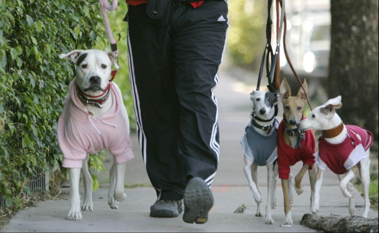 Tres perros pasean con sus abrigos. 