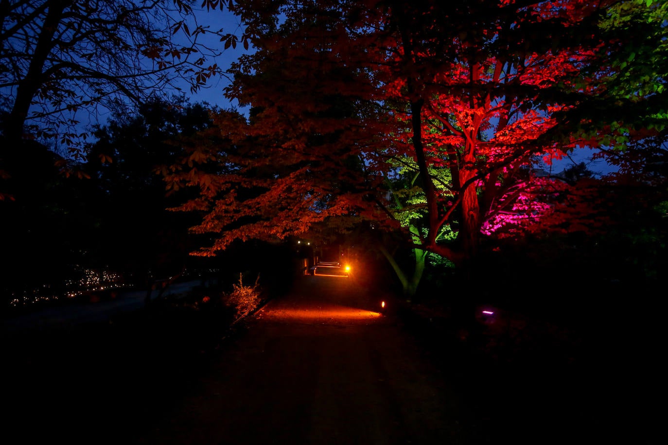 Iluminación del espectáculo 'Las Luces del Real Jardín Botánico', que tras su paso por Londres, Berlín, Stuttgart y Dresde llega a Madrid para convertir este espacio verde del centro de la capital en un lugar de ambiente navideño. 