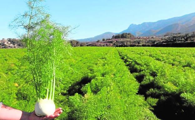 Cebolla cultivada en una explotación agroecológica. 