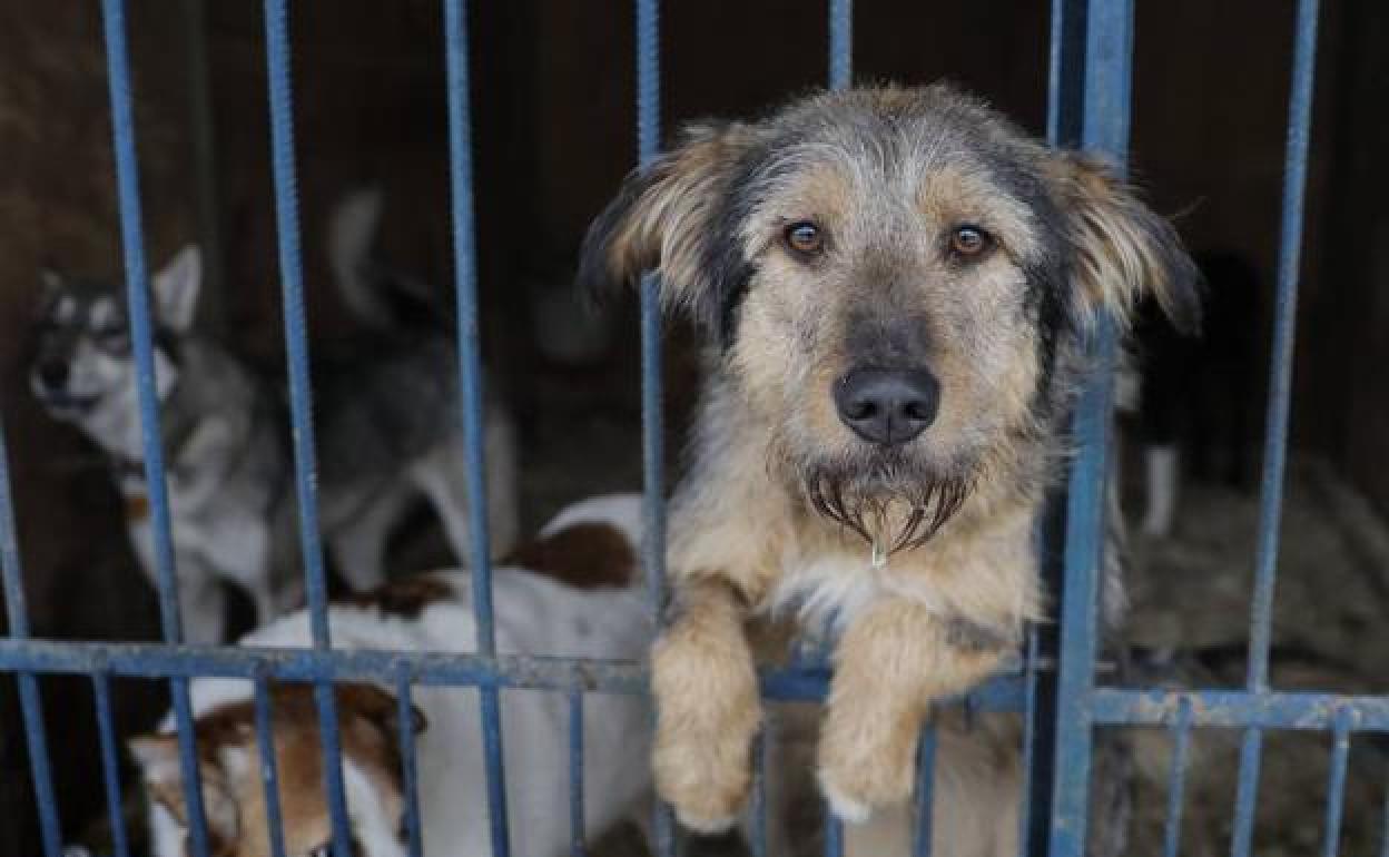 Un perro recogido en una protectora de animales.