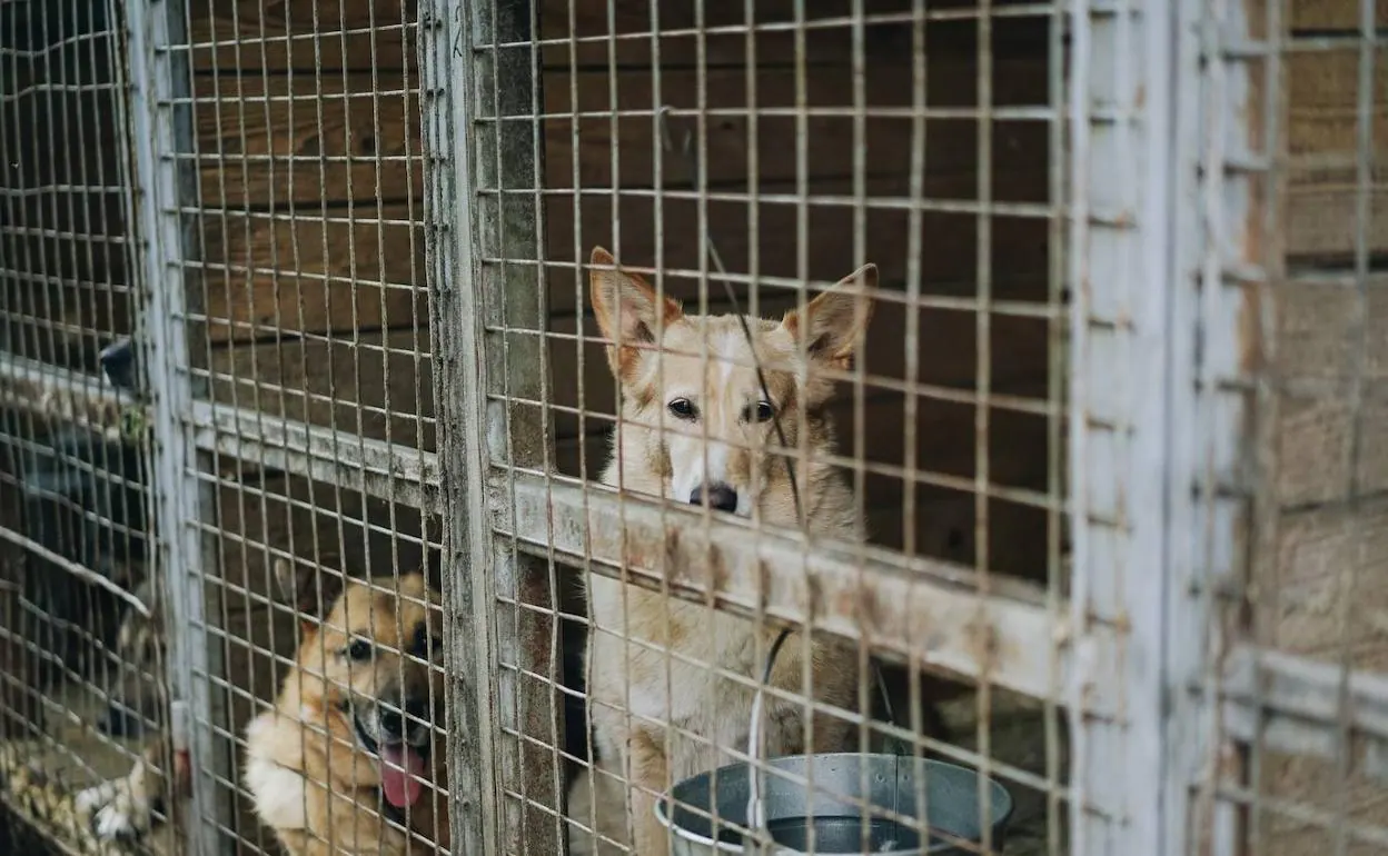 Varios perros esperan ser adoptados en un refugio.