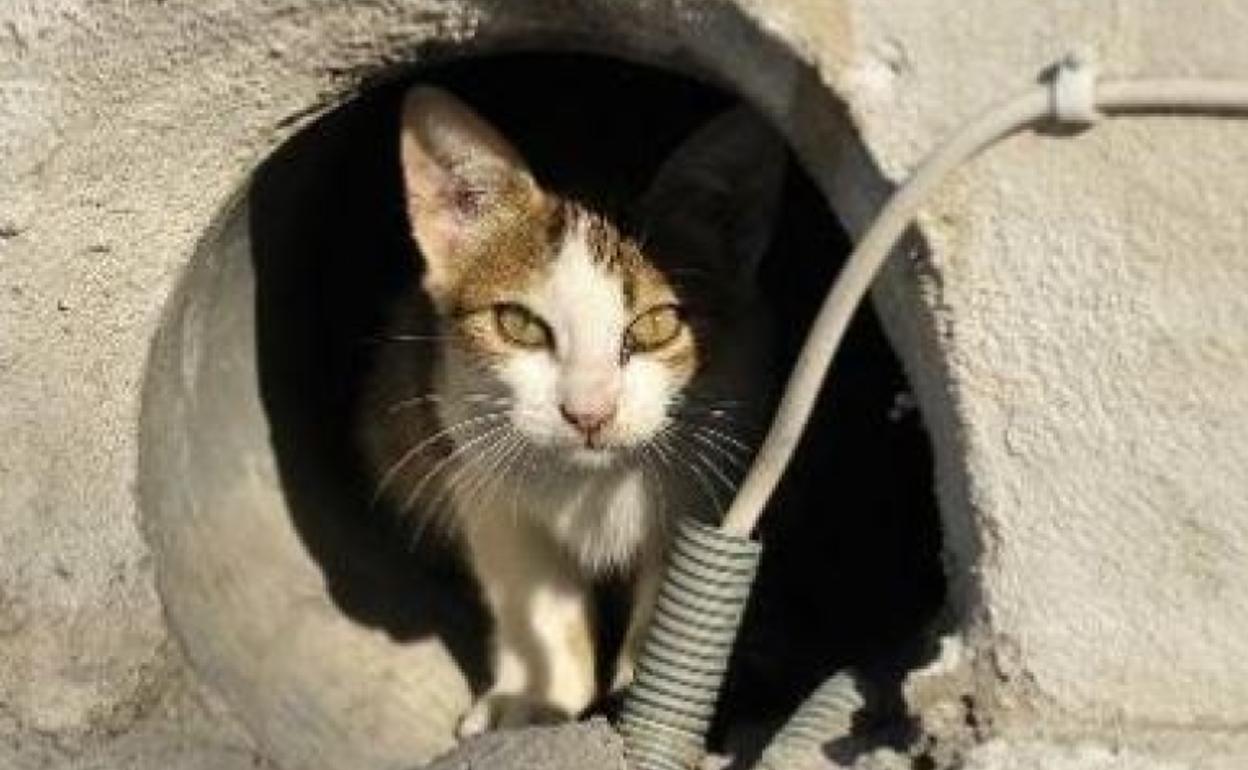 El hombre fue infectado de rabia por un gato en Marruecos.