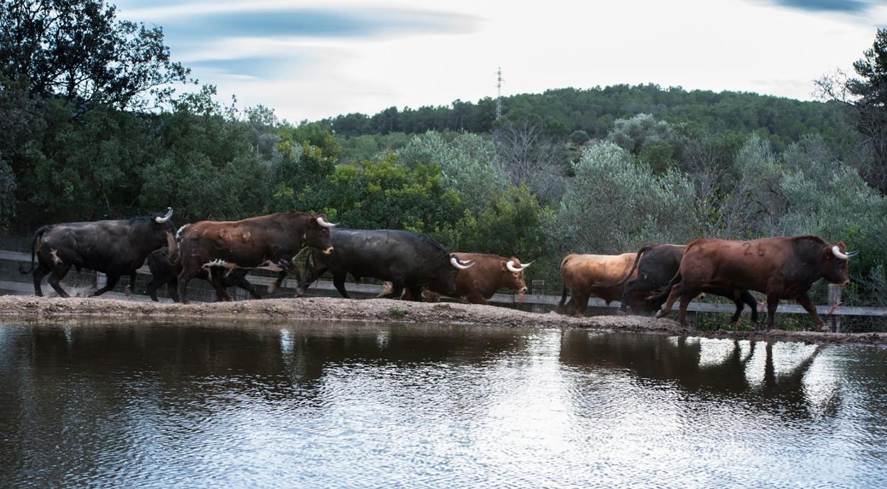 Los cebaderos, viveros de la fiesta del bou